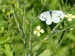 FZ007001 Small white butterfly (Pieris rapae) flying.jpg